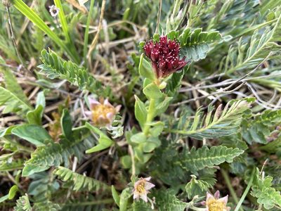 Rhodiola integrifolia, photographed by Reid Hardin