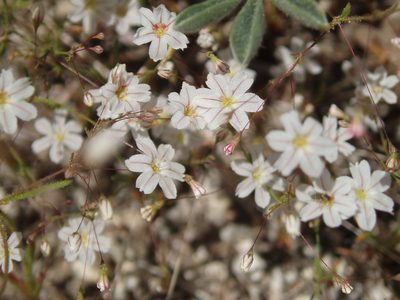 Eriogonum spergulinum, photographed by tomhilton