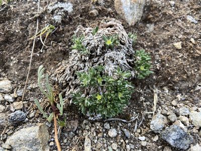 Paronychia pulvinata, photographed by Reid Hardin