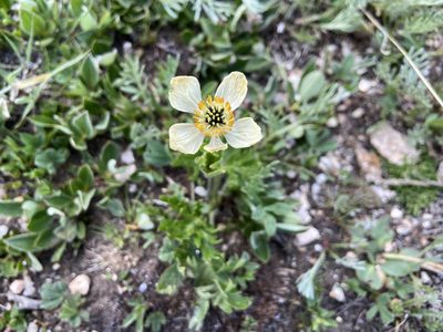 Trollius albiflorus, photographed by Reid Hardin