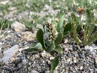 Salix nivalis, photographed by Reid Hardin