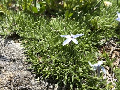 Phlox condensata, photographed by Reid Hardin