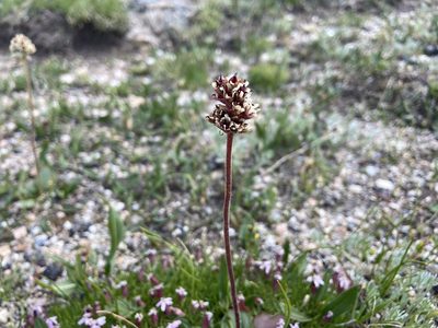 Micranthes rhomboidea, photographed by Reid Hardin