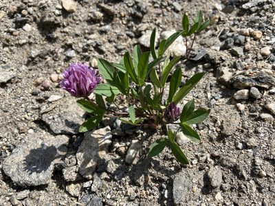 Trifolium parryi, photographed by Reid Hardin