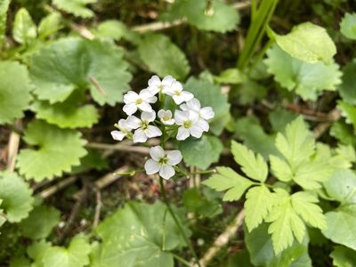 Cardamine cordifolia, photographed by Reid Hardin