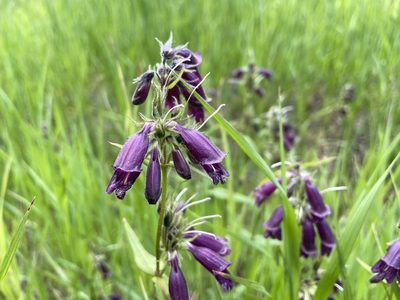 Penstemon whippleanus, photographed by Reid Hardin