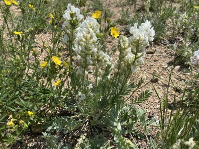Oxytropis sericea, photographed by Reid Hardin