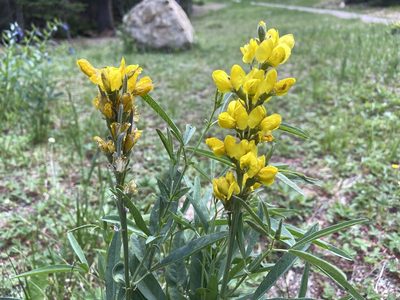 Thermopsis montana, photographed by Reid Hardin