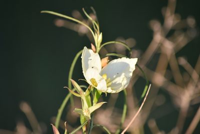 Ludwigia major, photographed by Víctor Dávalos