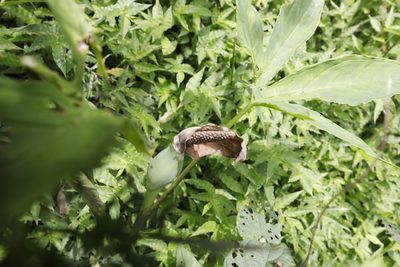 Xanthosoma wendlandii, photographed by Jake Rehage
