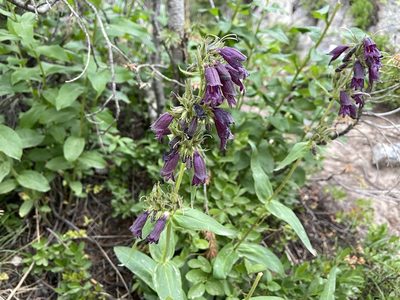 Penstemon whippleanus, photographed by Reid Hardin