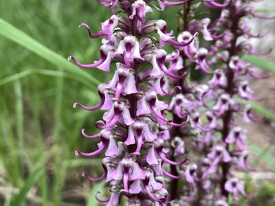 Pedicularis groenlandica, photographed by Reid Hardin