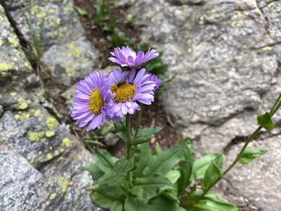 Erigeron glacialis, photographed by Reid Hardin