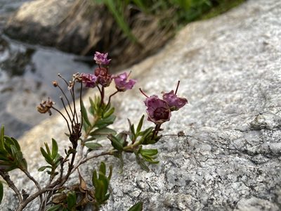 Kalmia microphylla, photographed by Reid Hardin