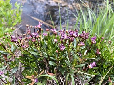 Kalmia microphylla, photographed by Reid Hardin