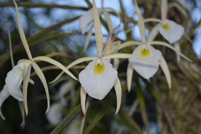 Brassavola tuberculata, photographed by Víctor Dávalos
