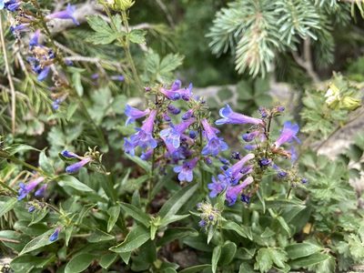 Penstemon virens, photographed by Reid Hardin
