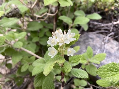 Jamesia americana, photographed by Reid Hardin