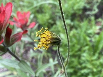 Arnica parryi, photographed by Reid Hardin