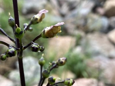 Scrophularia lanceolata, photographed by Reid Hardin