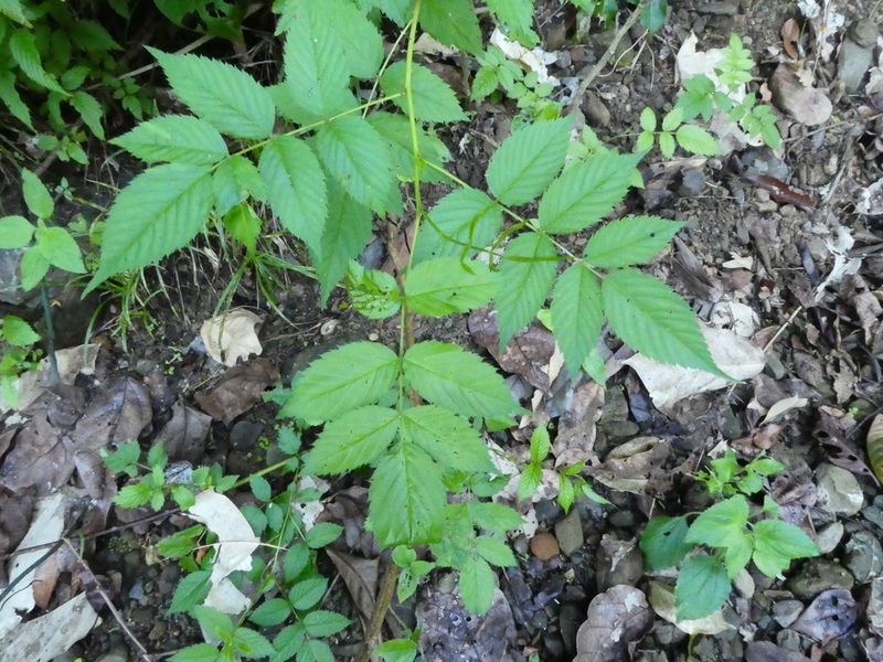 Rubus probus, photographed by Steve Fitzgerald