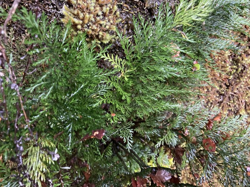Asplenium richardii, photographed by nick_goldwater