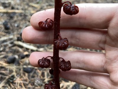 Pterospora andromedea, photographed by Reid Hardin