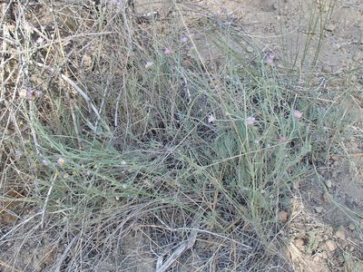 Erigeron filifolius, photographed by Tom Wainwright
