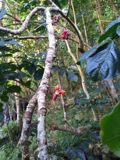 Archidendron lucyi, photographed by Steve Fitzgerald
