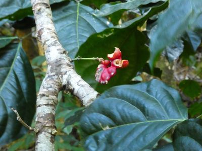 Archidendron lucyi, photographed by Steve Fitzgerald