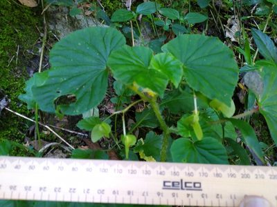 Begonia hirtella, photographed by Steve Fitzgerald