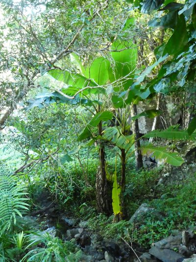 Musa banksii, photographed by Steve Fitzgerald