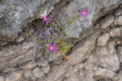 Zeltnera calycosa, photographed by evangrimes