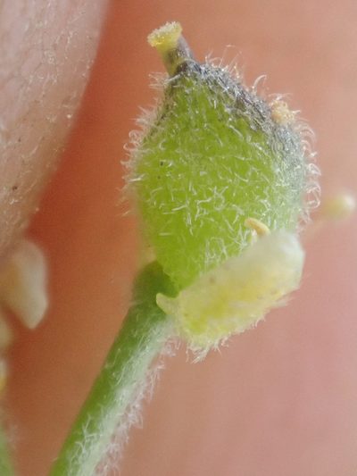 Draba novolympica, photographed by Trevor Van Loon