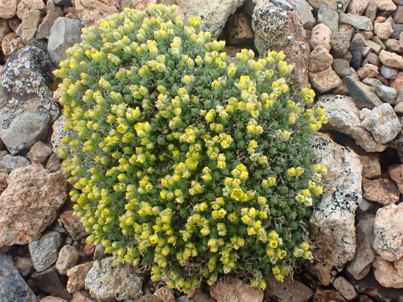 Draba novolympica, photographed by Trevor Van Loon