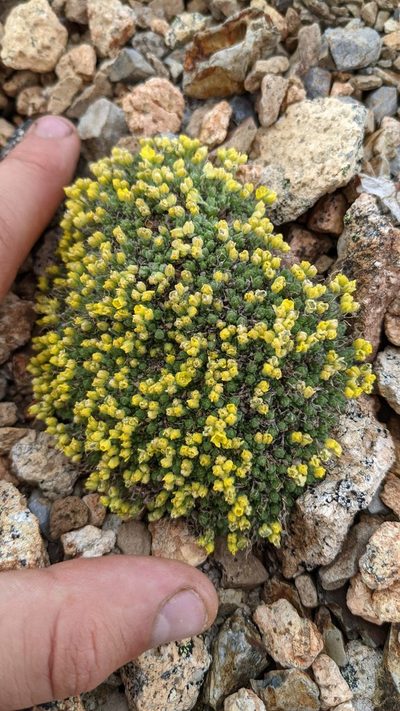 Draba novolympica, photographed by Trevor Van Loon