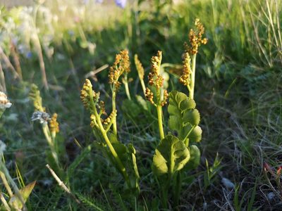 Botrychium lunaria, photographed by Jens-Christian Svenning