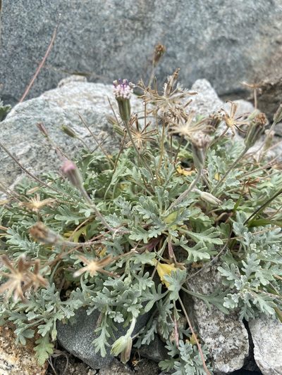 Chaenactis evermannii, photographed by Matt Berger