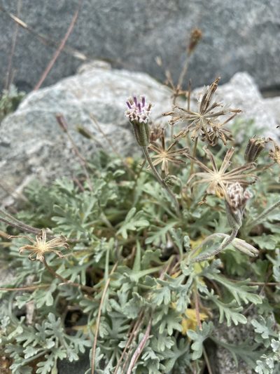 Chaenactis evermannii, photographed by Matt Berger