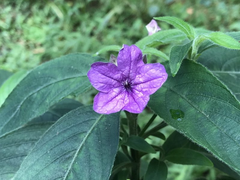 Ruellia jussieuoides, photographed by Suzana Ehlin Martins