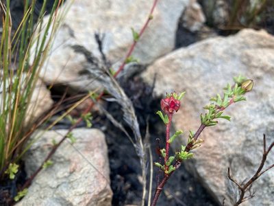 Hermannia angularis, photographed by Justin Ponder