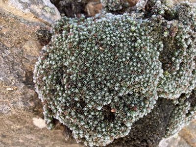 Muscosomorphe aretioides, photographed by Justin Ponder