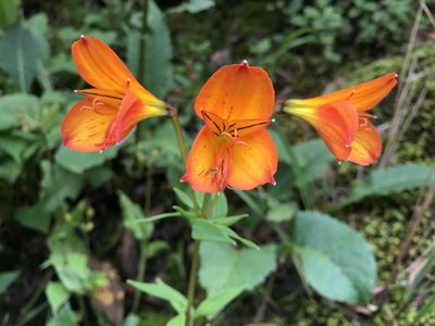 Alstroemeria foliosa, photographed by Suzana Ehlin Martins