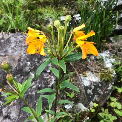 Alstroemeria foliosa, photographed by Suzana Ehlin Martins