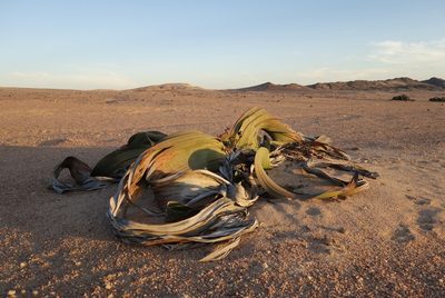 Welwitschia mirabilis, photographed by Thibaud Aronson
