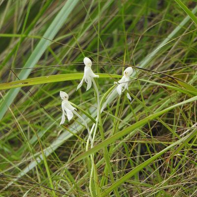 Habenaria longicornu, photographed by Paulmathi Vinod