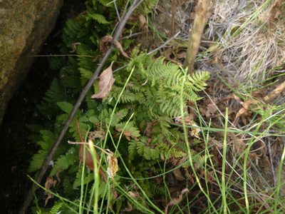 Gymnocarpium robertianum, photographed by Gabriel Mayrhofer