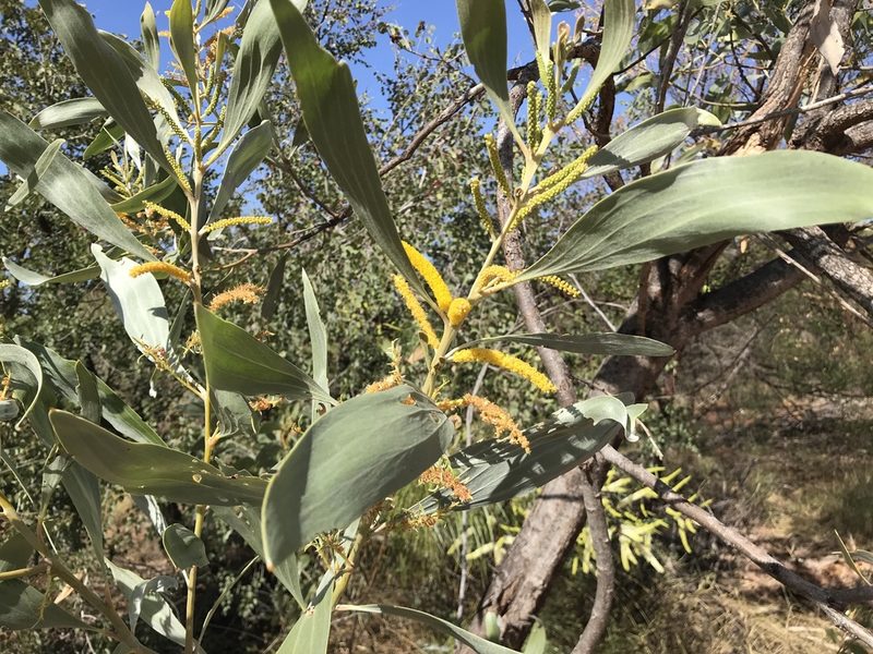 Acacia colei, photographed by Miguel de Salas