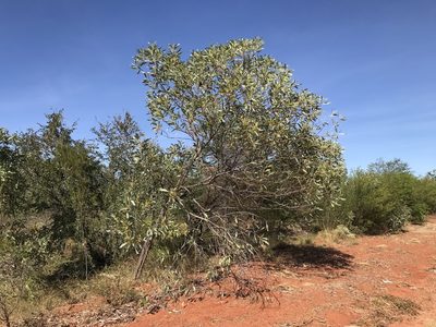 Acacia colei, photographed by Miguel de Salas