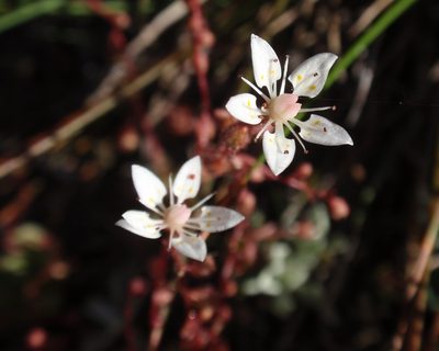 Micranthes bryophora, photographed by tomhilton